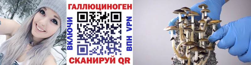 Галлюциногенные грибы Psilocybe Краснокаменск